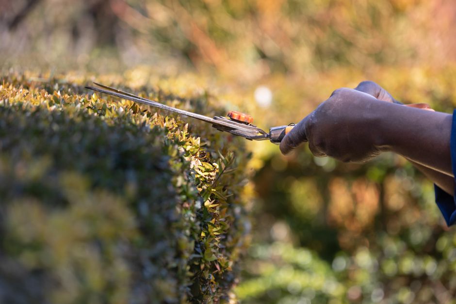 Close-up of hand shears trimming a garden hedge