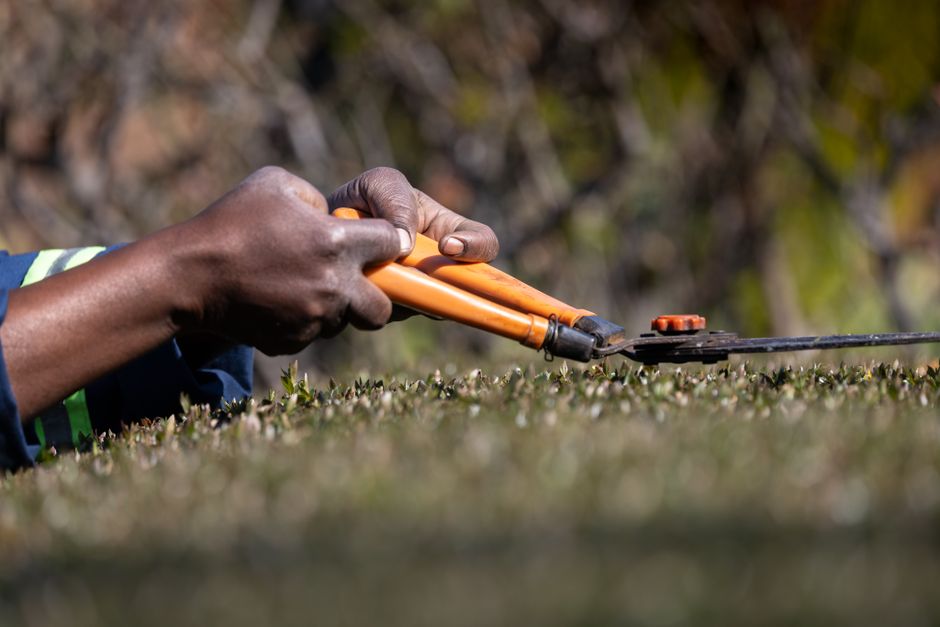 Hands using powered hedge trimmers along the top of a garden hedge
